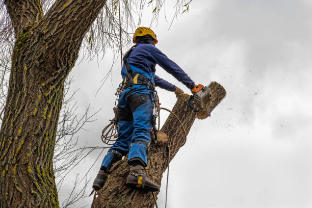 Trusted Crestwood, KY  Tree Services Experts